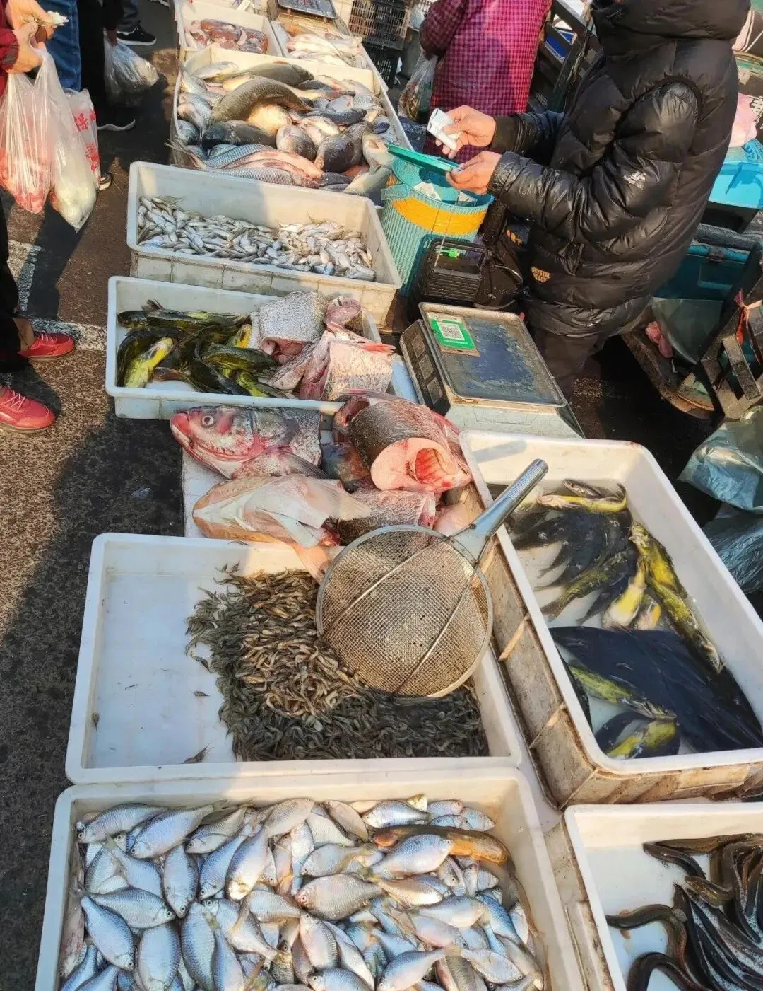 春天,市场上遇到这6种鱼赶紧买!全是野生的,目前人工根本无法养殖,价格便宜、营养还高!