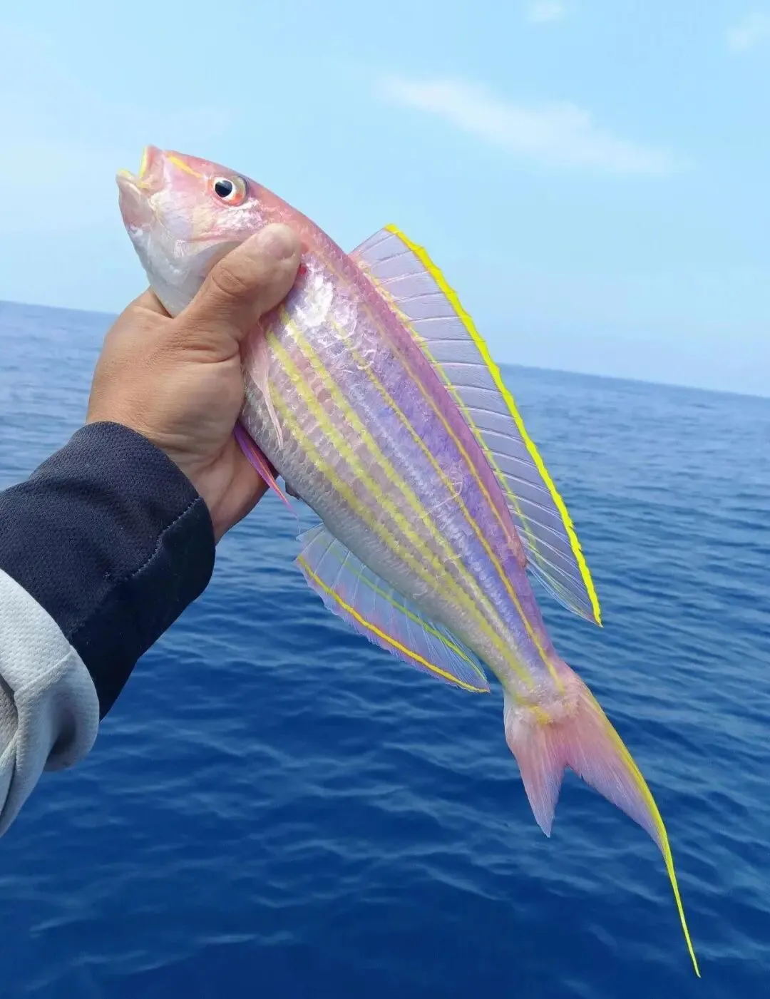 春天,市场上遇到这6种鱼赶紧买!全是野生的,目前人工根本无法养殖,价格便宜、营养还高!