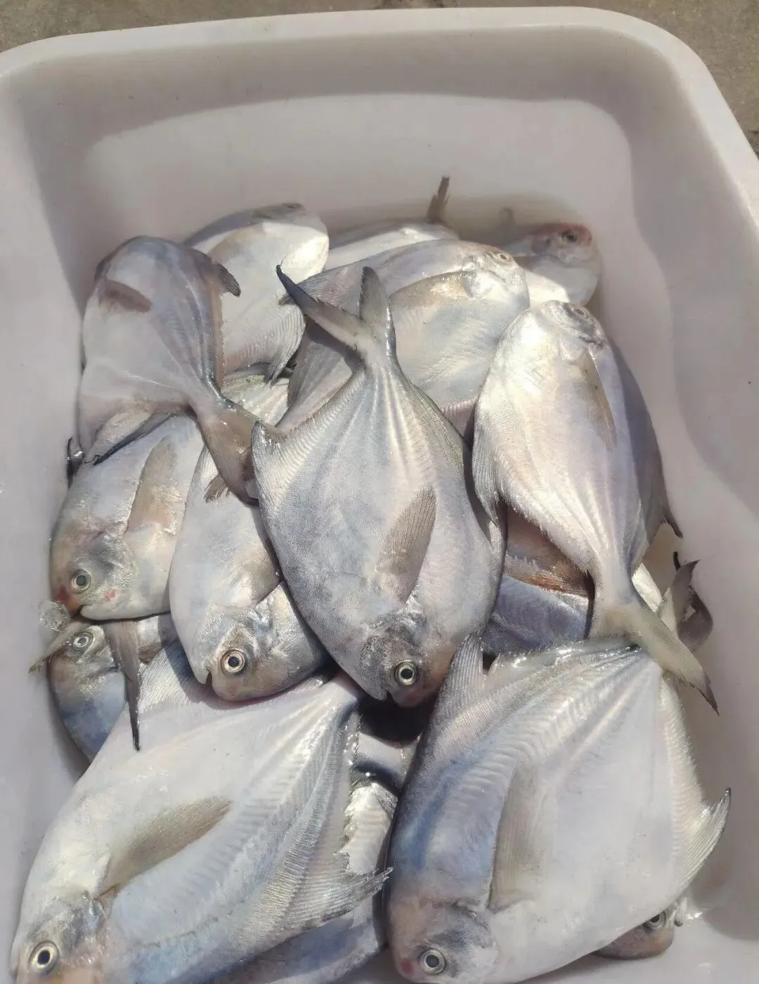 春天,市场上遇到这6种鱼赶紧买!全是野生的,目前人工根本无法养殖,价格便宜、营养还高!