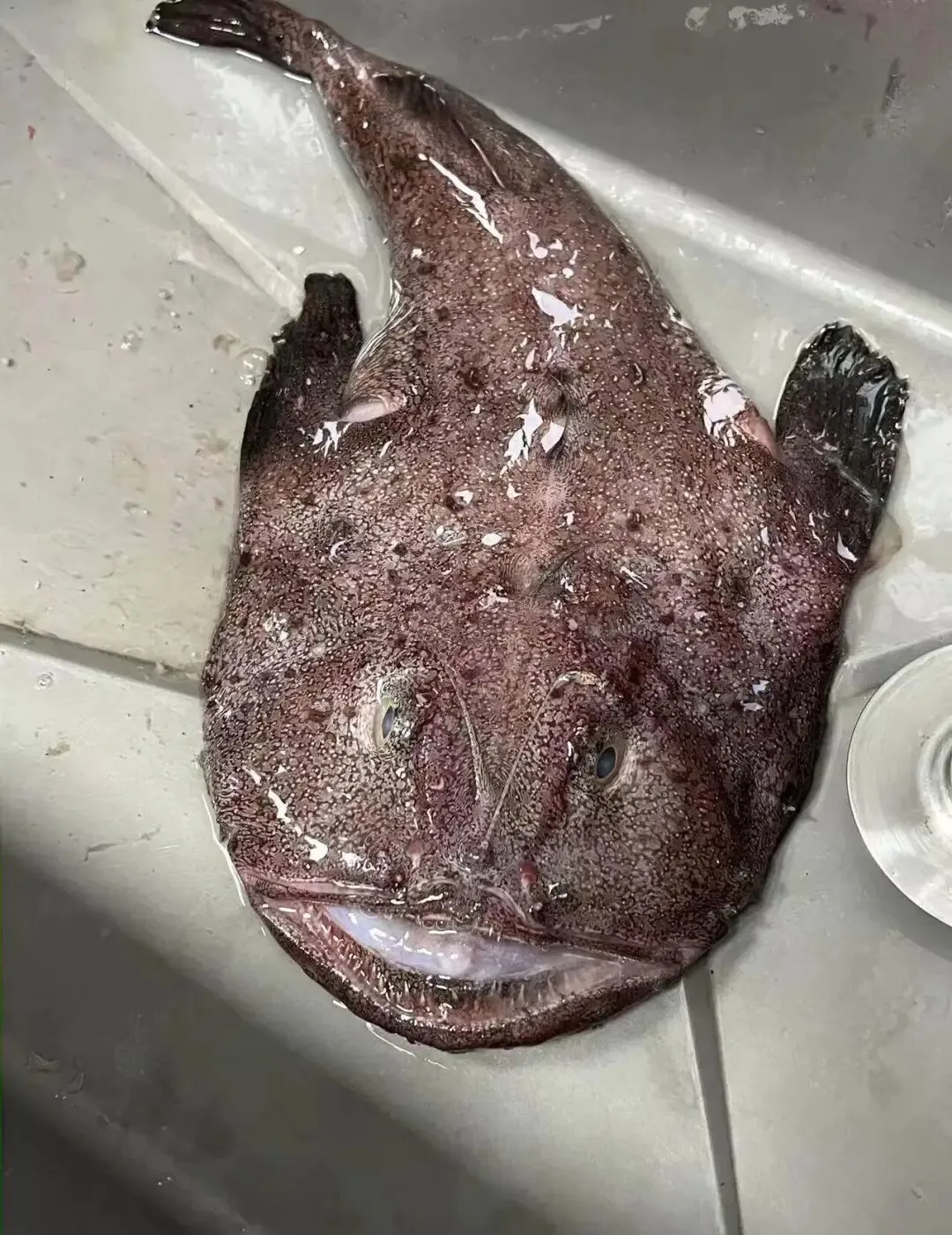 春天,市场上遇到这6种鱼赶紧买!全是野生的,目前人工根本无法养殖,价格便宜、营养还高!