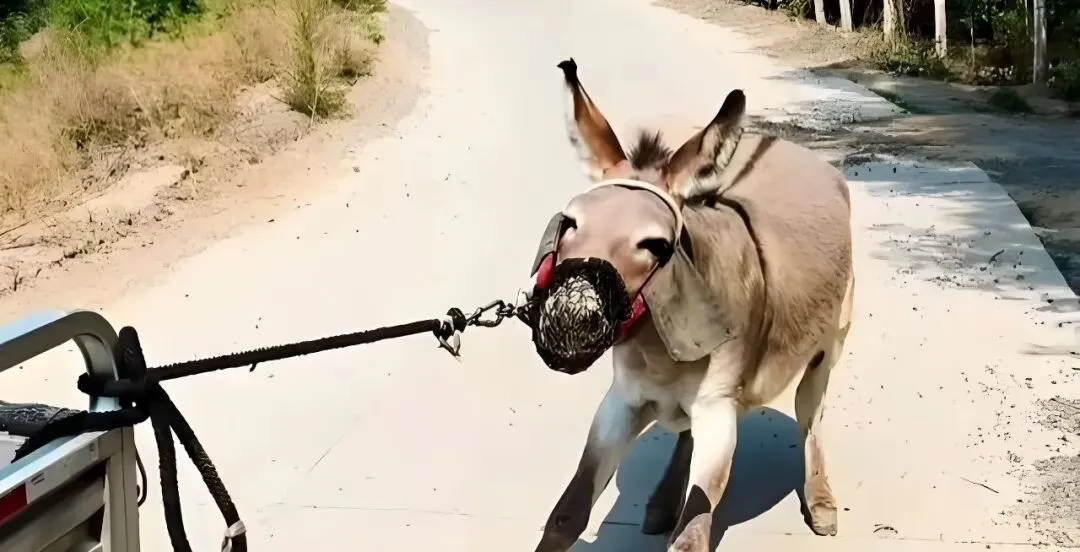 为什么市场热衷宣传明星基金?