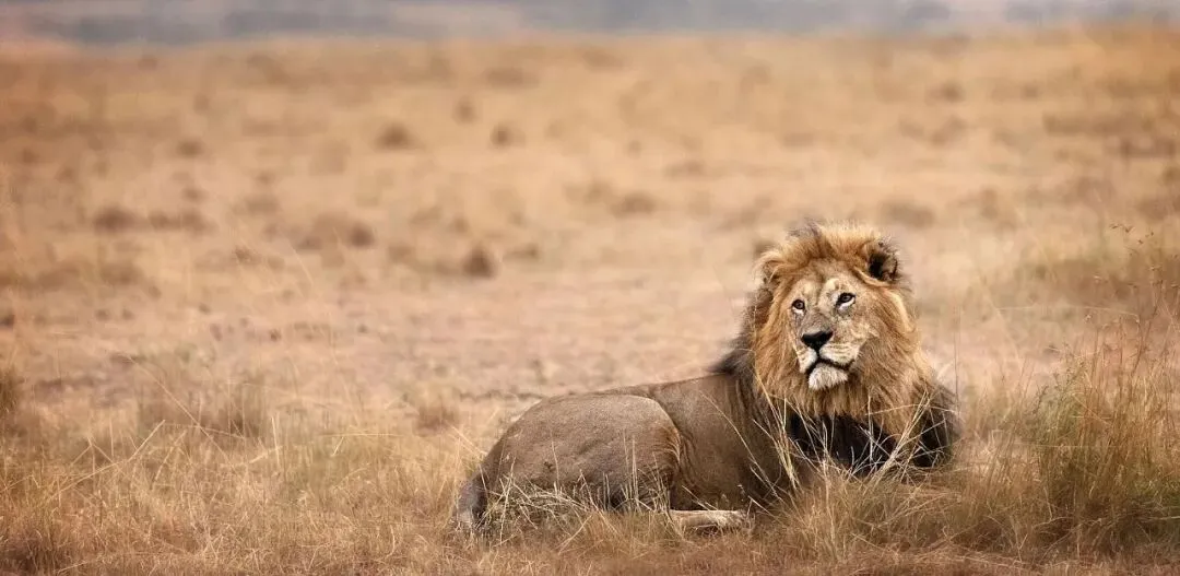 破卷之旅!非洲建材市场考察正在报名中