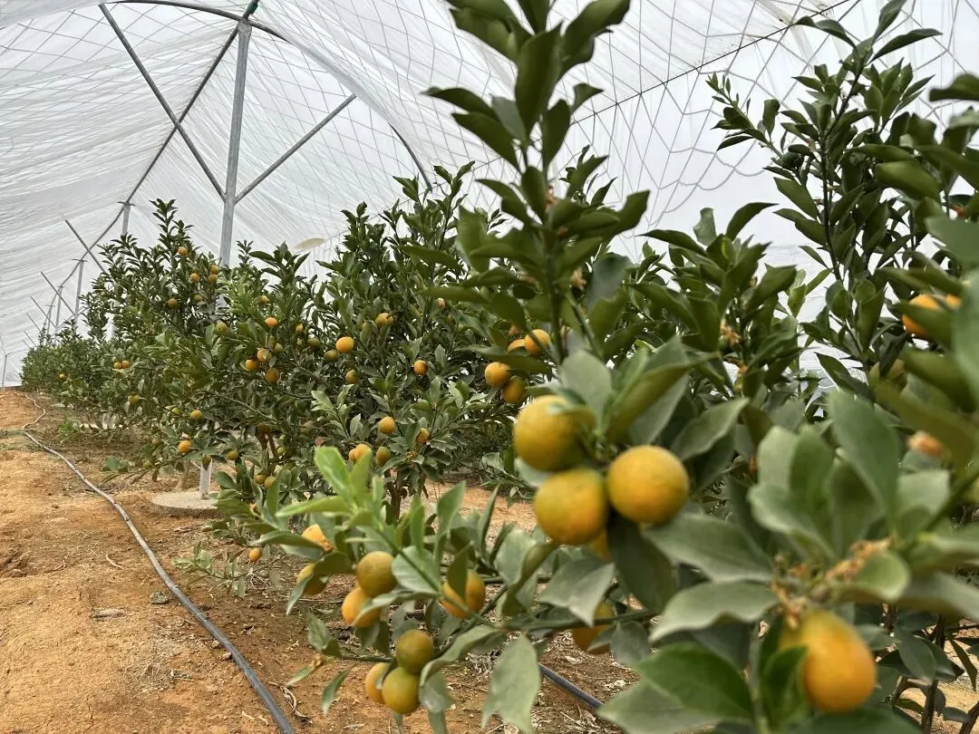 黔江农场公司:全员销售齐奋战 脆蜜金桔销路开