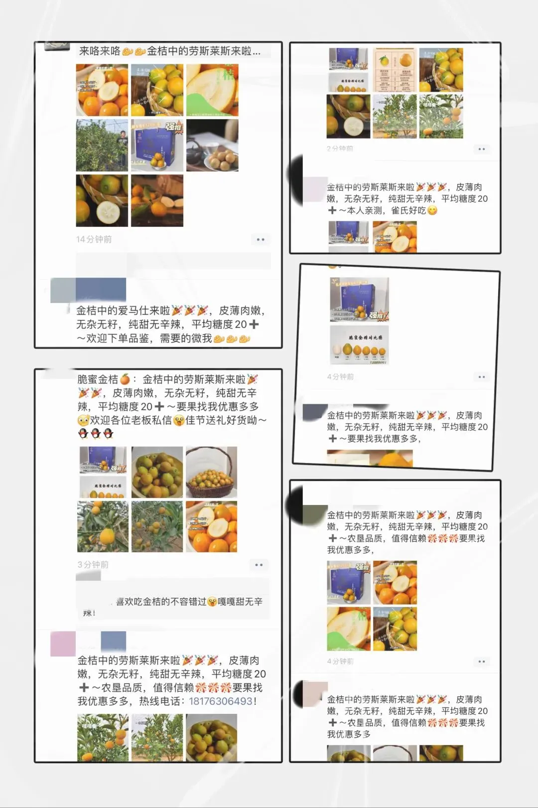 黔江农场公司:全员销售齐奋战 脆蜜金桔销路开