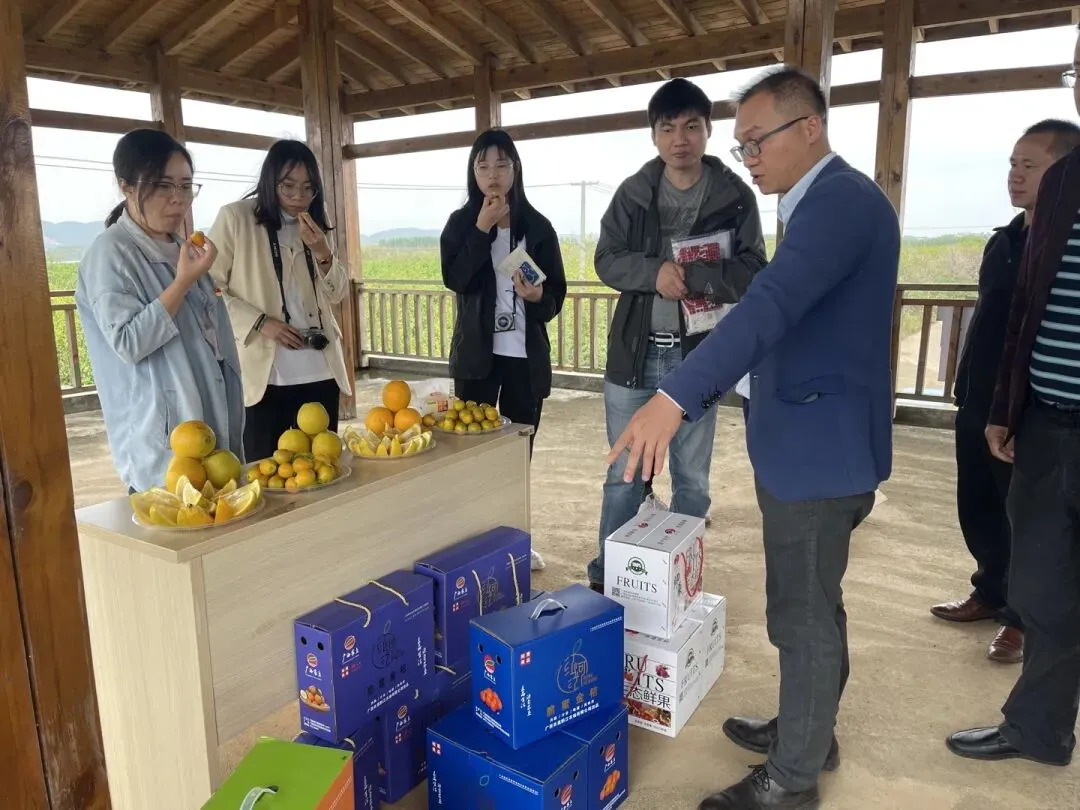 黔江农场公司:全员销售齐奋战 脆蜜金桔销路开