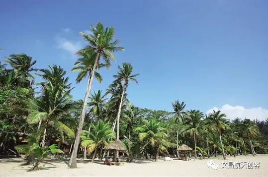 椰子在山西开拓市场