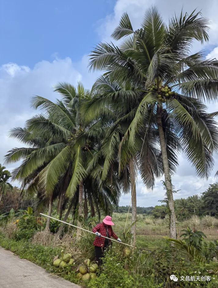 椰子在山西开拓市场