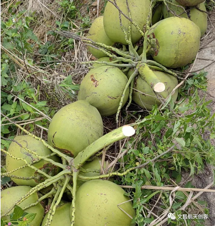 椰子在山西开拓市场