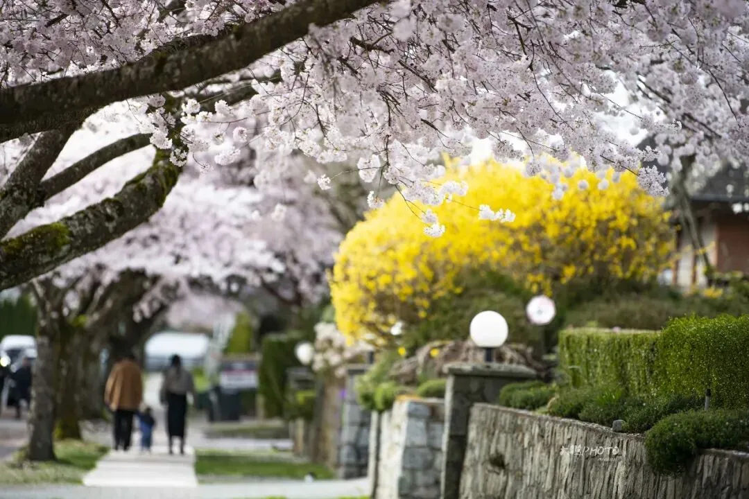 2026年3月大温房地产报告:独立屋市场回暖