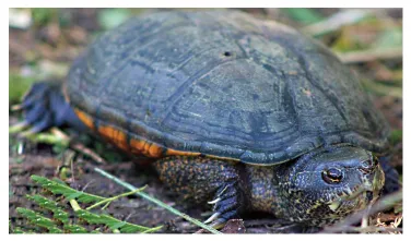 毛足泥龟这个品种市场前景怎么样?