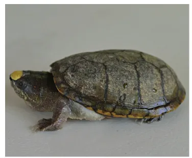 毛足泥龟这个品种市场前景怎么样?