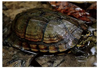 毛足泥龟这个品种市场前景怎么样?