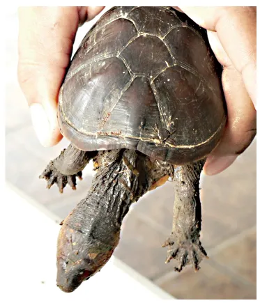 毛足泥龟这个品种市场前景怎么样?