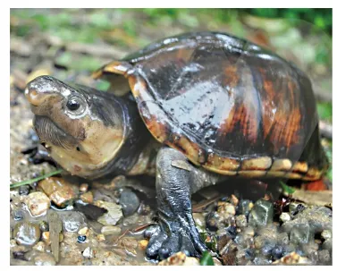 毛足泥龟这个品种市场前景怎么样?