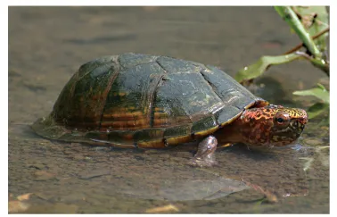 毛足泥龟这个品种市场前景怎么样?