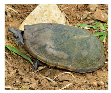 毛足泥龟这个品种市场前景怎么样?