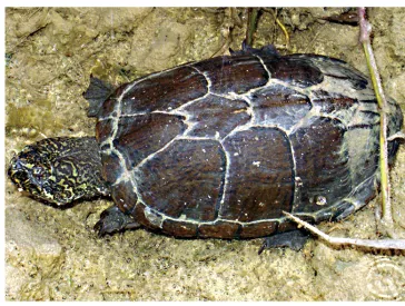 毛足泥龟这个品种市场前景怎么样?