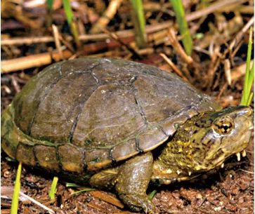 毛足泥龟这个品种市场前景怎么样?