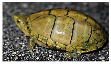 毛足泥龟这个品种市场前景怎么样?