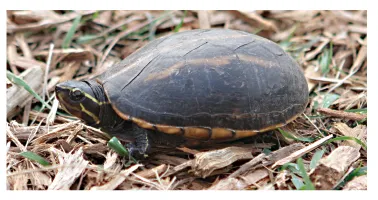 毛足泥龟这个品种市场前景怎么样?