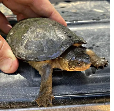 毛足泥龟这个品种市场前景怎么样?