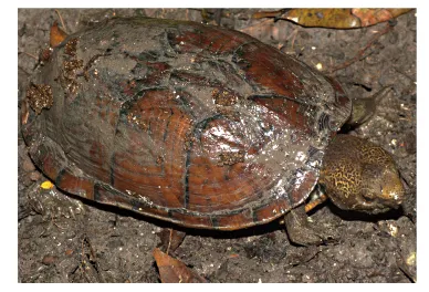 毛足泥龟这个品种市场前景怎么样?