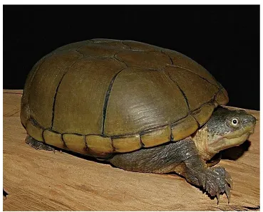 毛足泥龟这个品种市场前景怎么样?