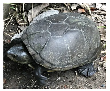 毛足泥龟这个品种市场前景怎么样?