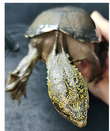 毛足泥龟这个品种市场前景怎么样?