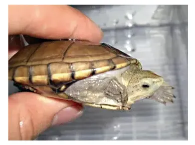 毛足泥龟这个品种市场前景怎么样?