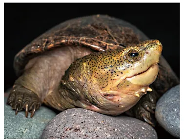 毛足泥龟这个品种市场前景怎么样?