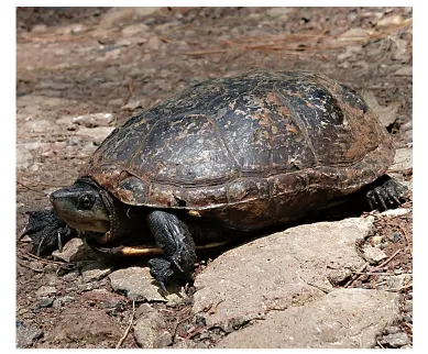 毛足泥龟这个品种市场前景怎么样?