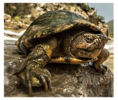 毛足泥龟这个品种市场前景怎么样?