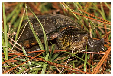 毛足泥龟这个品种市场前景怎么样?