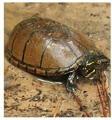 毛足泥龟这个品种市场前景怎么样?