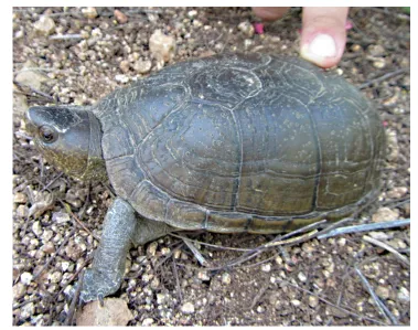 毛足泥龟这个品种市场前景怎么样?