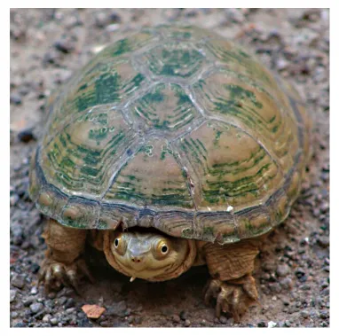 毛足泥龟这个品种市场前景怎么样?