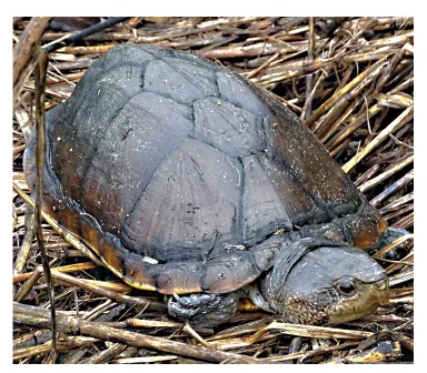 毛足泥龟这个品种市场前景怎么样?