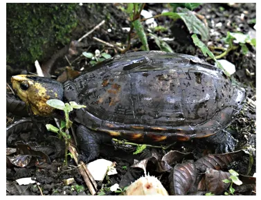 毛足泥龟这个品种市场前景怎么样?