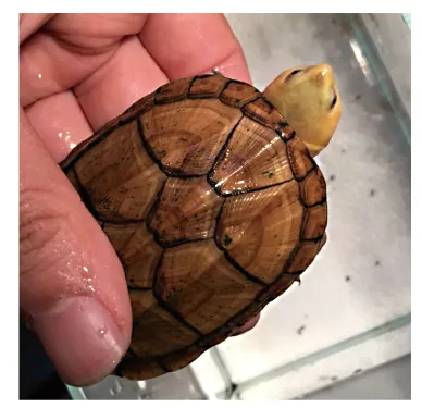 毛足泥龟这个品种市场前景怎么样?