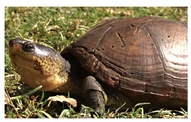 毛足泥龟这个品种市场前景怎么样?