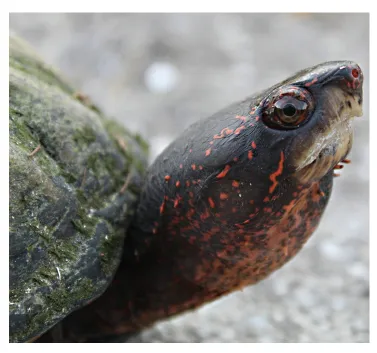 毛足泥龟这个品种市场前景怎么样?