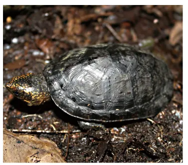 毛足泥龟这个品种市场前景怎么样?