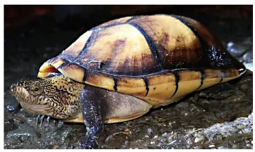 毛足泥龟这个品种市场前景怎么样?