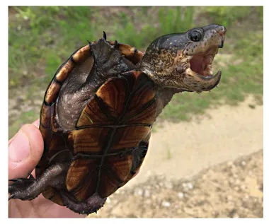 毛足泥龟这个品种市场前景怎么样?