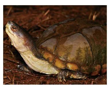 毛足泥龟这个品种市场前景怎么样?