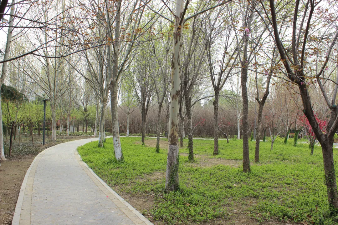 苗木市场“春江水暖”:从1-2月指数波动,看2026年园林行业新风口与定价逻辑