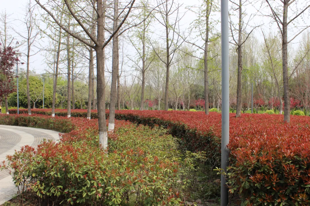 苗木市场“春江水暖”:从1-2月指数波动,看2026年园林行业新风口与定价逻辑