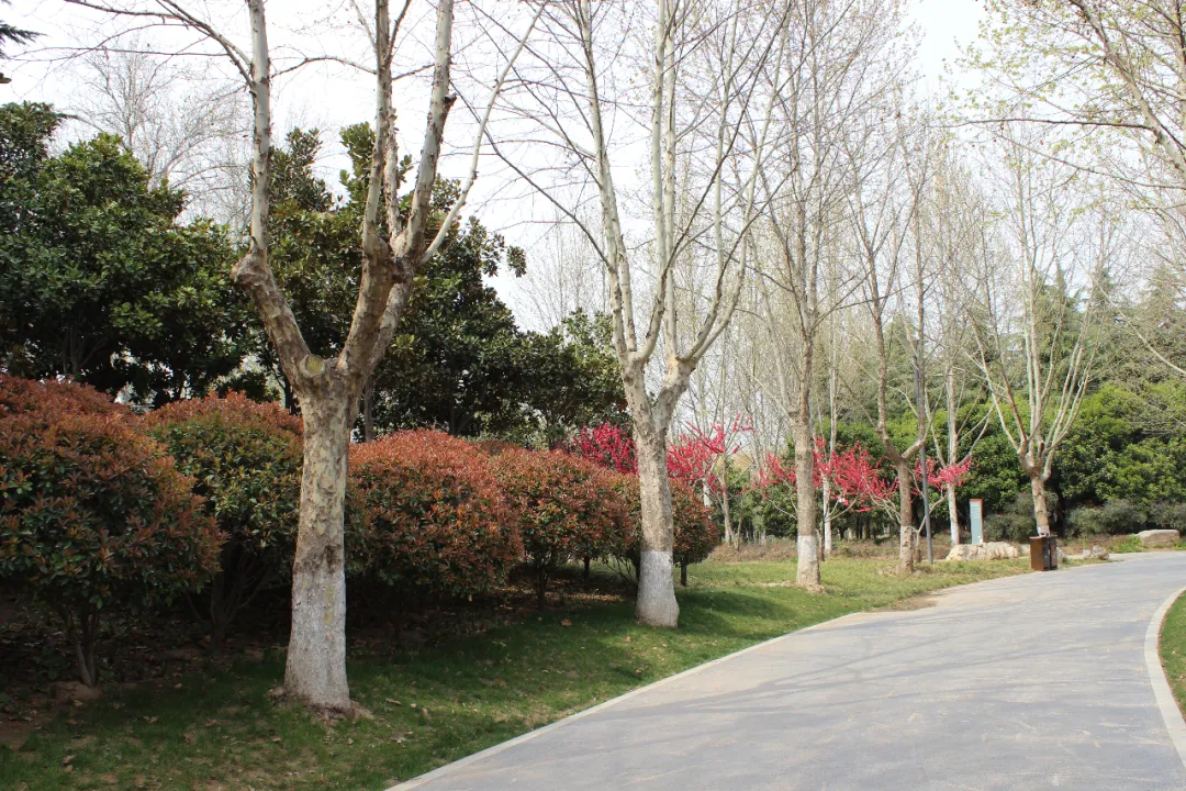 苗木市场“春江水暖”:从1-2月指数波动,看2026年园林行业新风口与定价逻辑