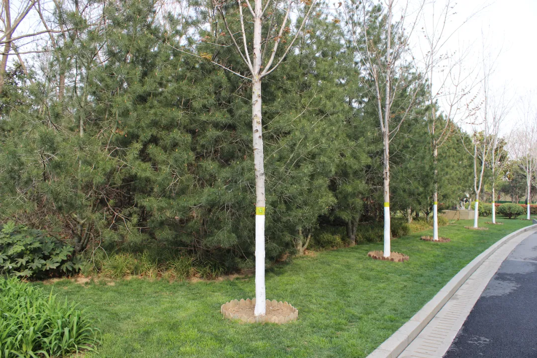 苗木市场“春江水暖”:从1-2月指数波动,看2026年园林行业新风口与定价逻辑